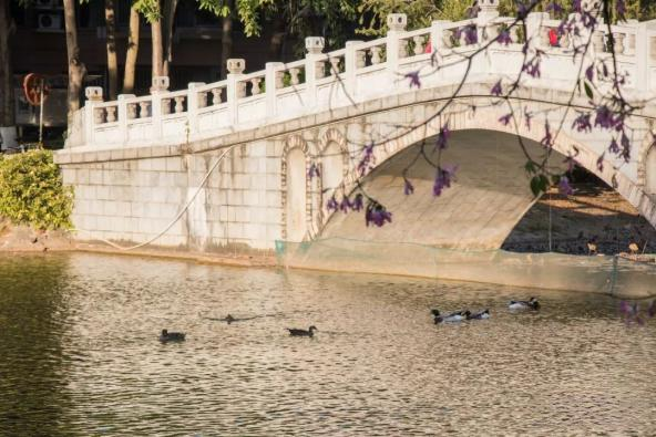 学校景观——情人湖