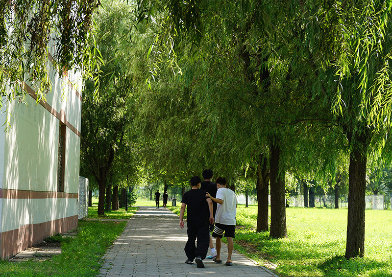 北资校园林荫小道